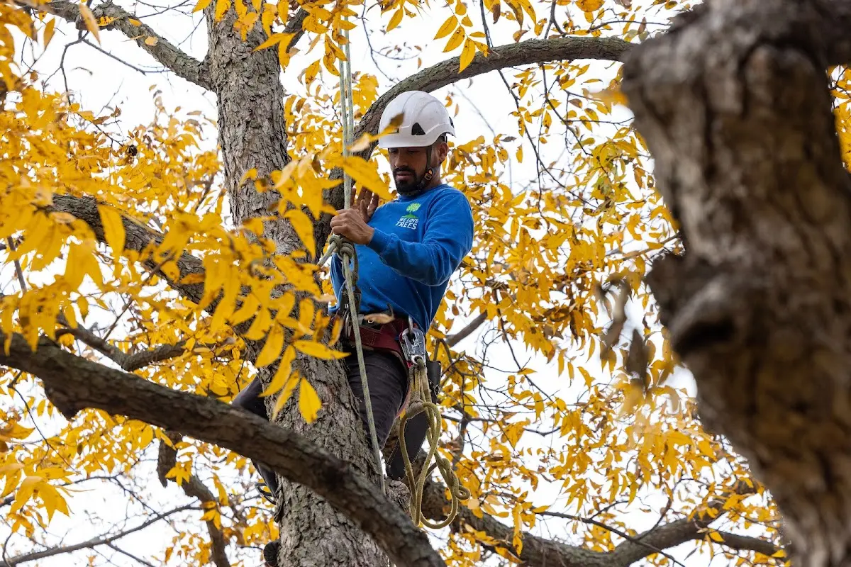 Skilled Tree Transplanting crew working in Pleasantville